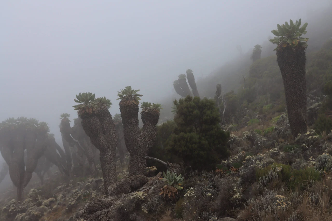 Du kan se Giant Groundsel på den smukkeste Kilimanjaro-vandrerute, Lemosho, samt på andre sydlige og vestlige vandreruter