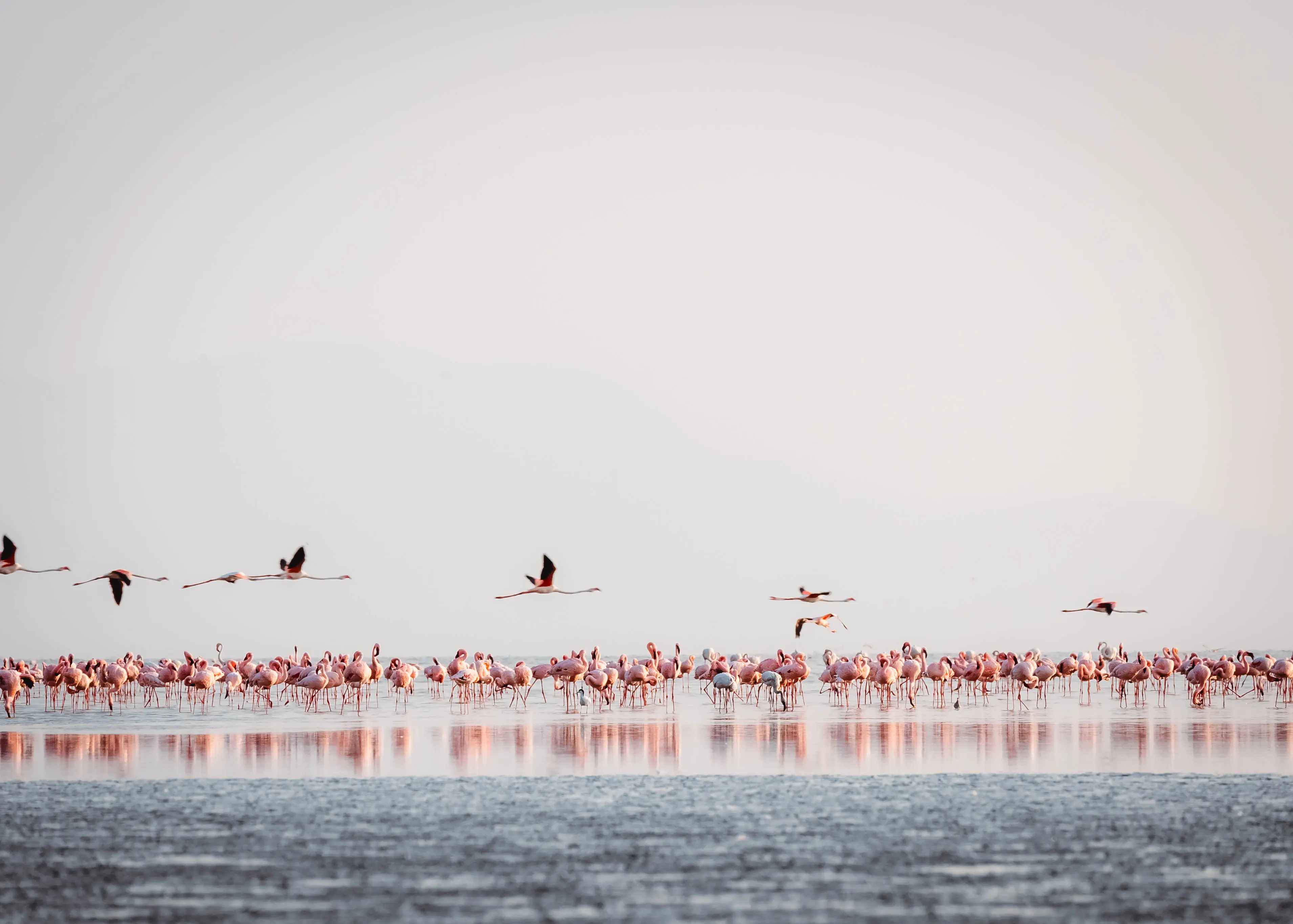 Natron-søen – yngleområde for dværgflamingoer. Foto: Altezza Travels arkiv