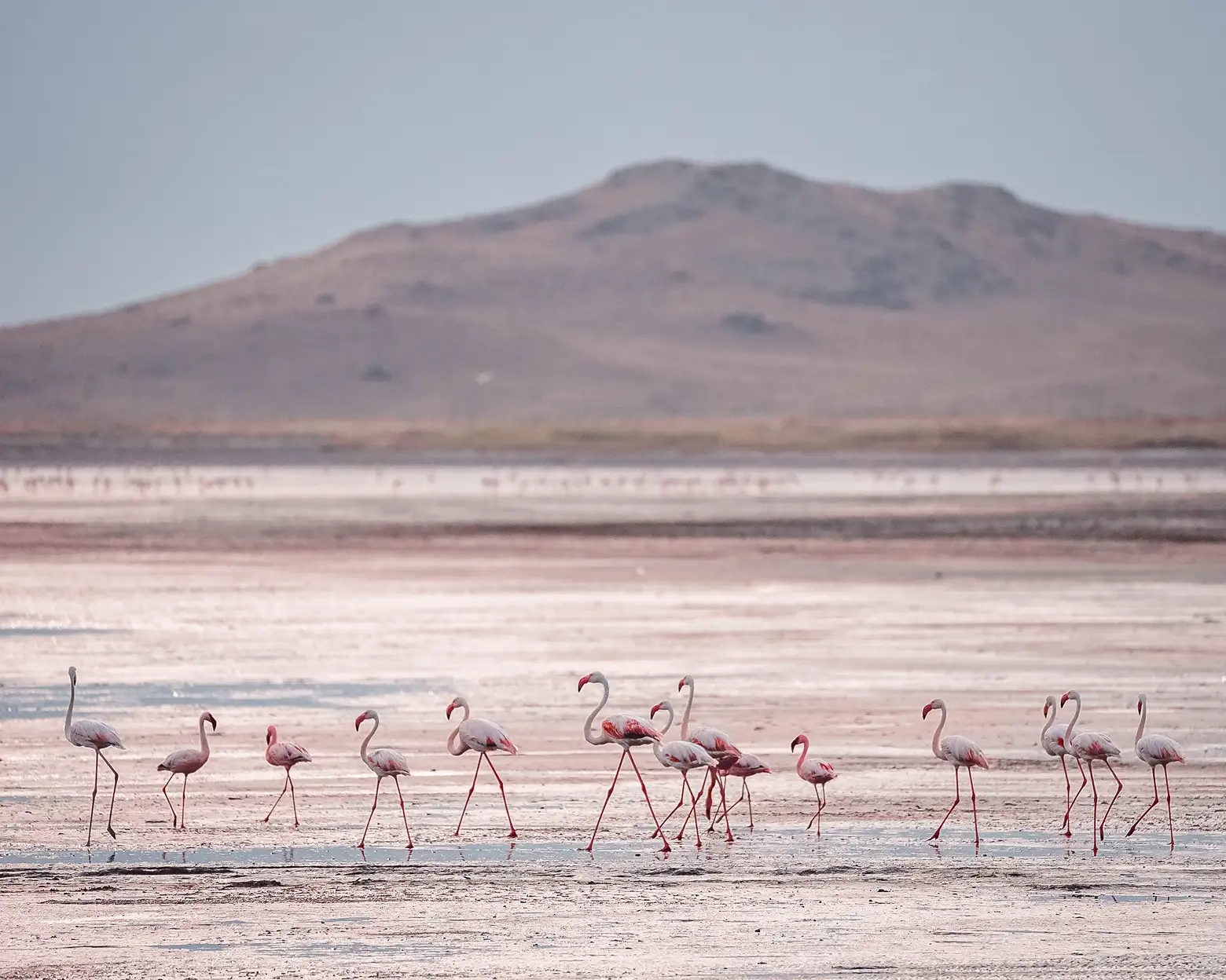 Flamingoer ved bredden af Natron-søen. Foto: Altezza Travels arkiv