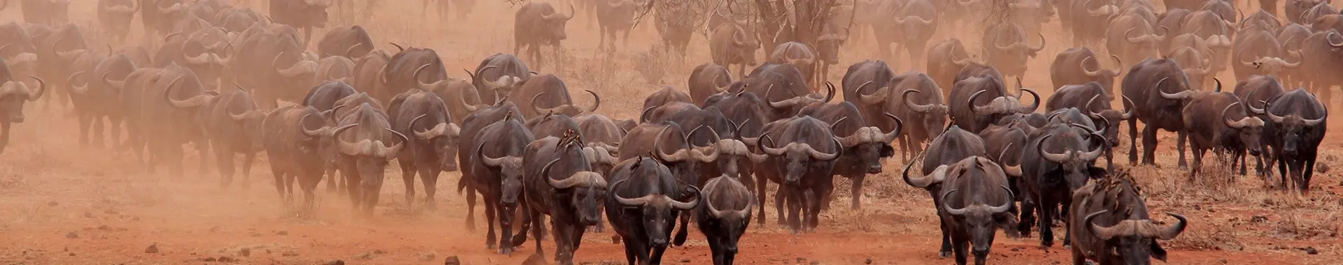 Afrikansk bøffel