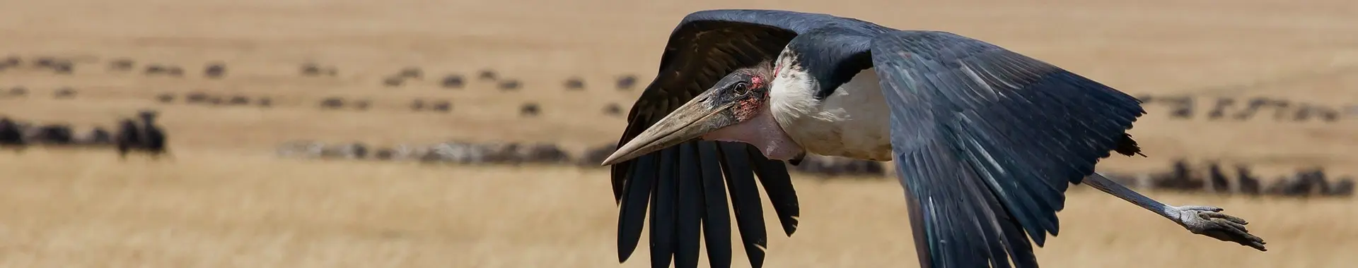 Afrikansk marabustork