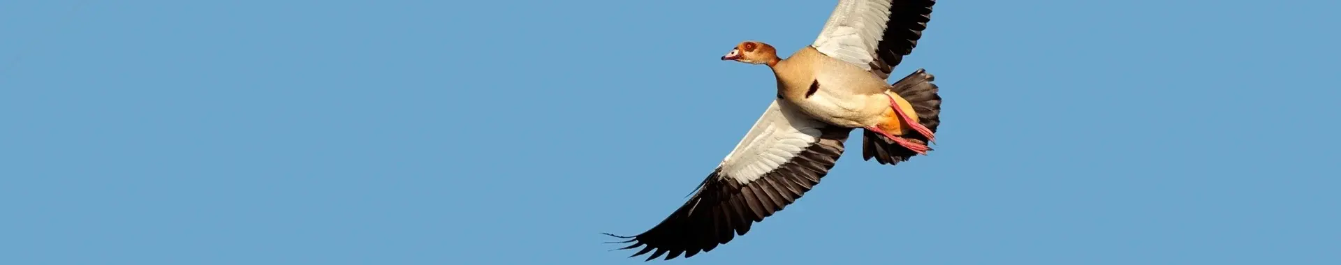 Afrikansk nilgås