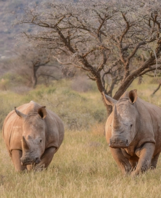 Mkomazi nationalpark