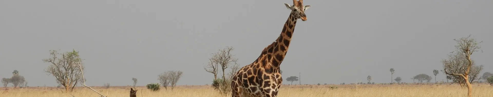 Afrikansk giraf