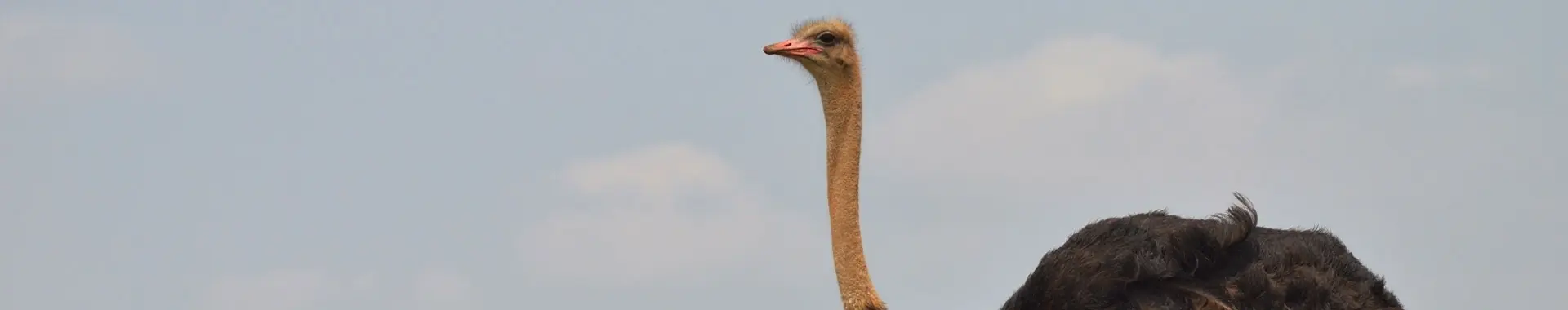 Afrikansk struds