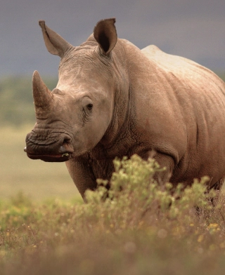 Ngorongoro-krateret
