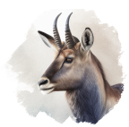 Vandbuk