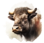 Bøffel