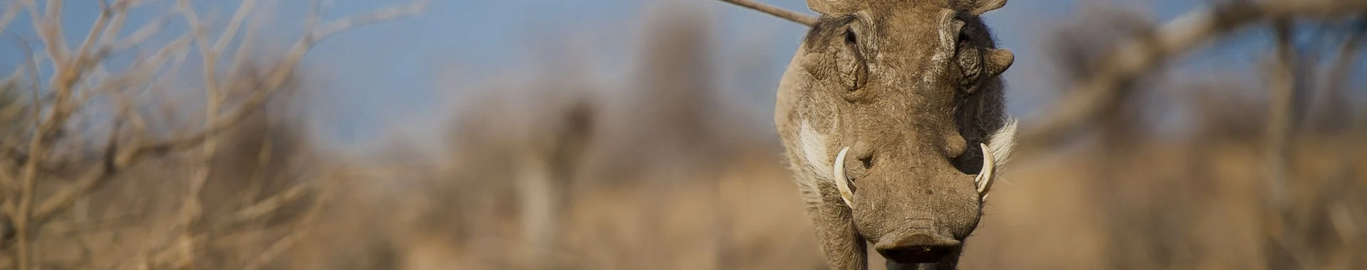 Afrikansk vortesvin