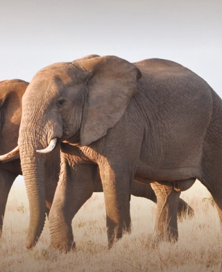 Tarangire nationalpark