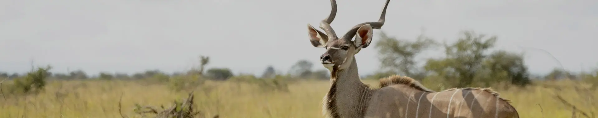 Afrikansk kuduantilope