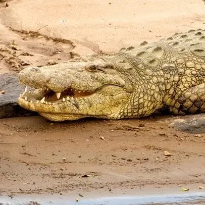 Krokodille