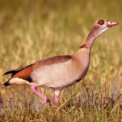 Nilgås