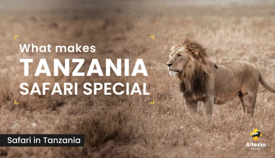 Hvad gør en safari i Tanzania særlig